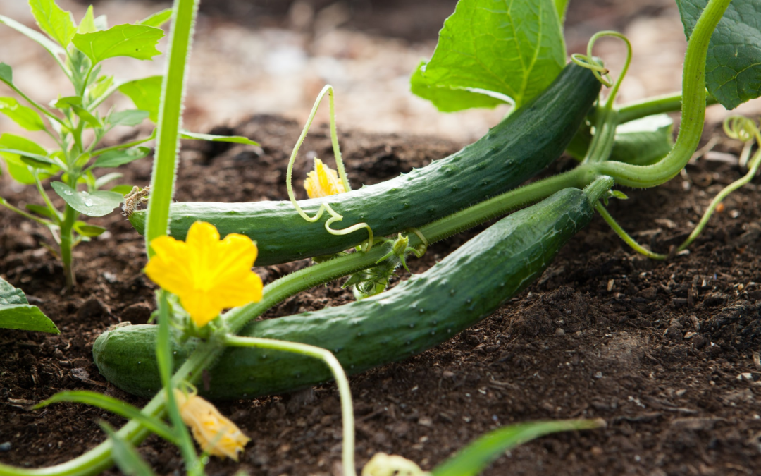 How to Prevent Cucumbers from Turning Yellow